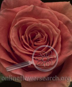 Rose Grandiose