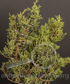 Juniper