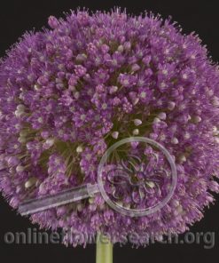 Allium Giant