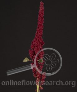 Amaranthus Upright Red