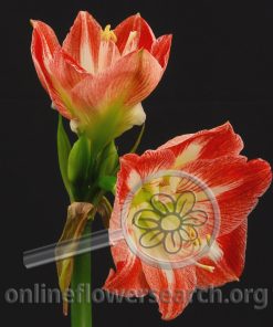 Amaryllis Minerva (Striped)