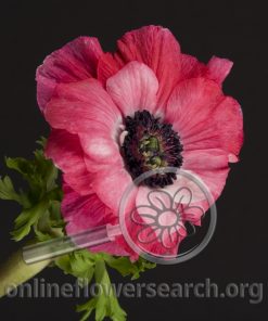 Anemone Pink