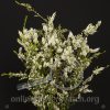 Calcynia White