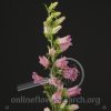 Campanula Bells Pink