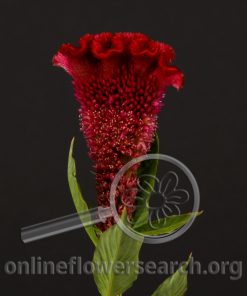 Celosia Cockscomb Bombay Red
