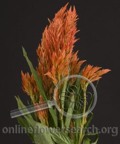 Celosia Plume Orange