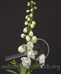 Delphinium Hybrid White