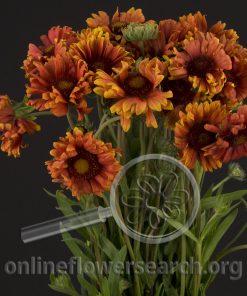 Gaillardia Orange