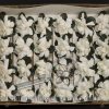 Gardenia (24 blooms/box)