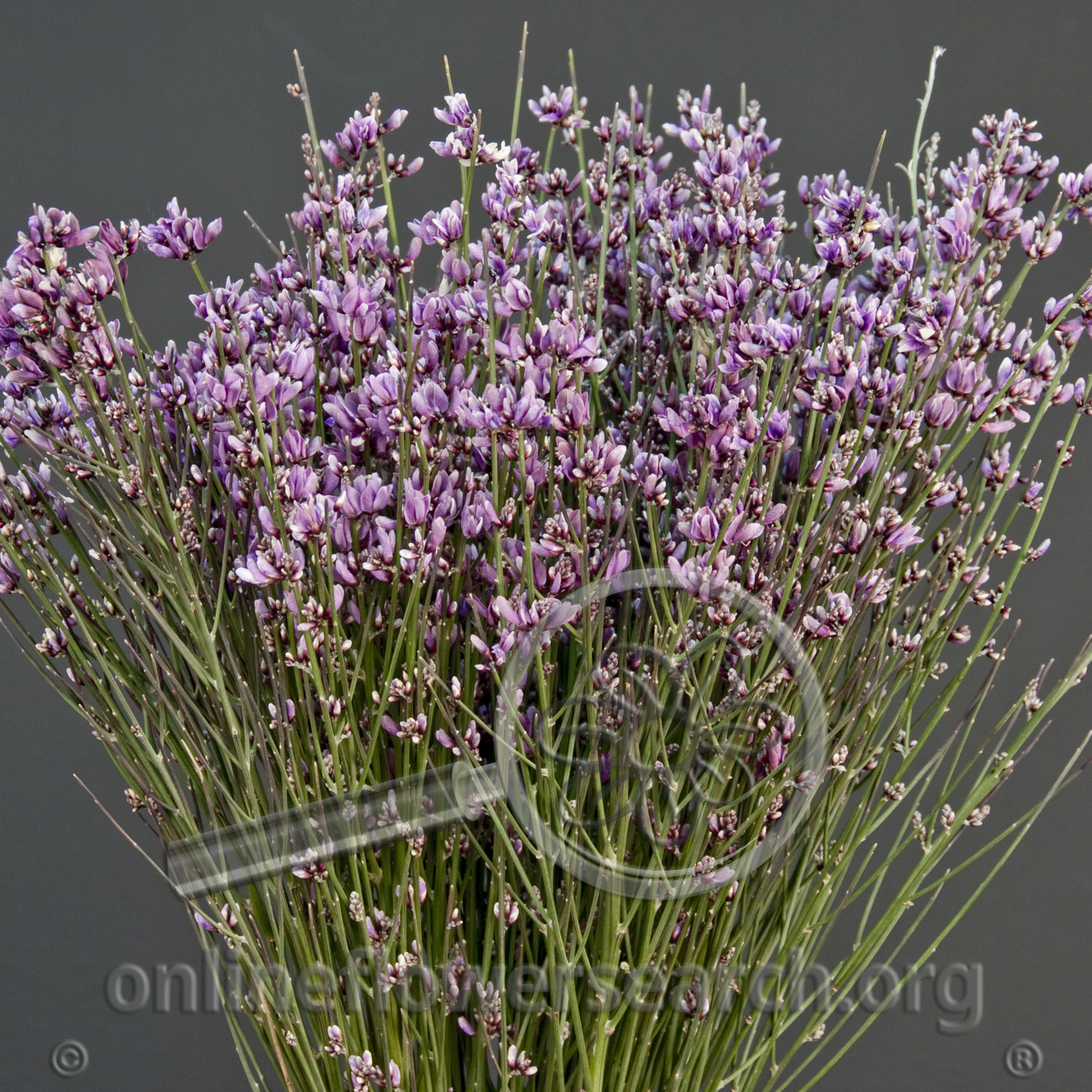 Genista Lavender Ginestra Online Flower Search