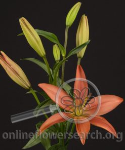 Lily LA Hybrid Cinnabar