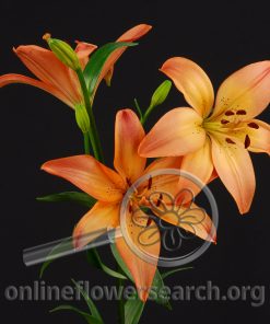 Lily LA Hybrid Royal Sunset