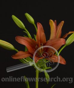 Lily Asiatic Monte Negro