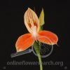 Orchid Disa