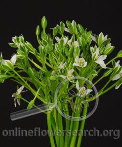 Ornithogalum umbellatum