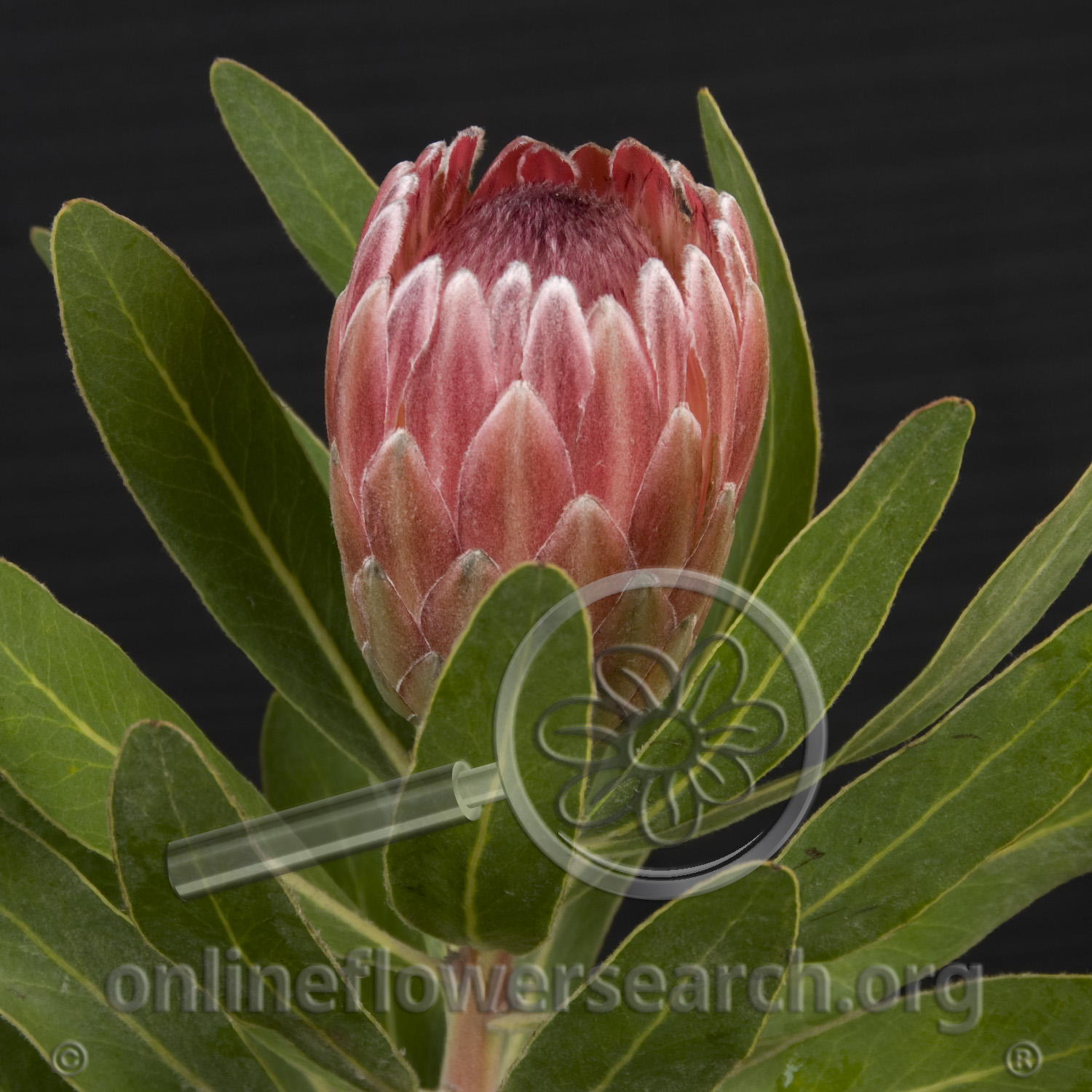 Protea Pink Ice - Online Flower Search