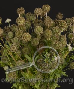 Scabiosa Pods