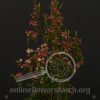 Waxflower Sweet Sixteen
