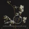 Bradford Pear
