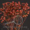 Rosehips Red