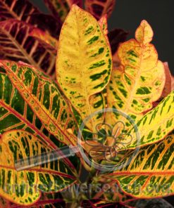 Croton