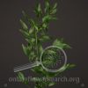 Ruscus Italian