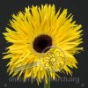 Gerbera Spider Yellow