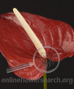 Anthurium Tropic Fire