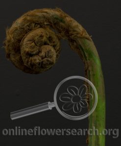 Fernshoot Large (Kakume)