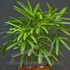 Rhapis Palm Plant