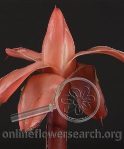 Ginger Torch