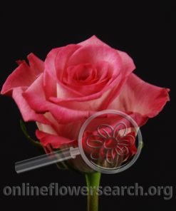 Rose Classic Cezanne