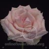 Rose Espérance