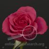 Rose Hot Princess