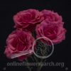 Spray Rose Bellina Collection