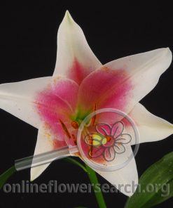 Lily Sonata Triumphator