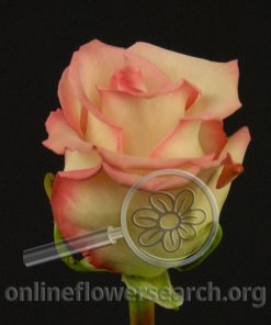 Rose Cezanne
