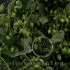 Garland Hops (Humulus)
