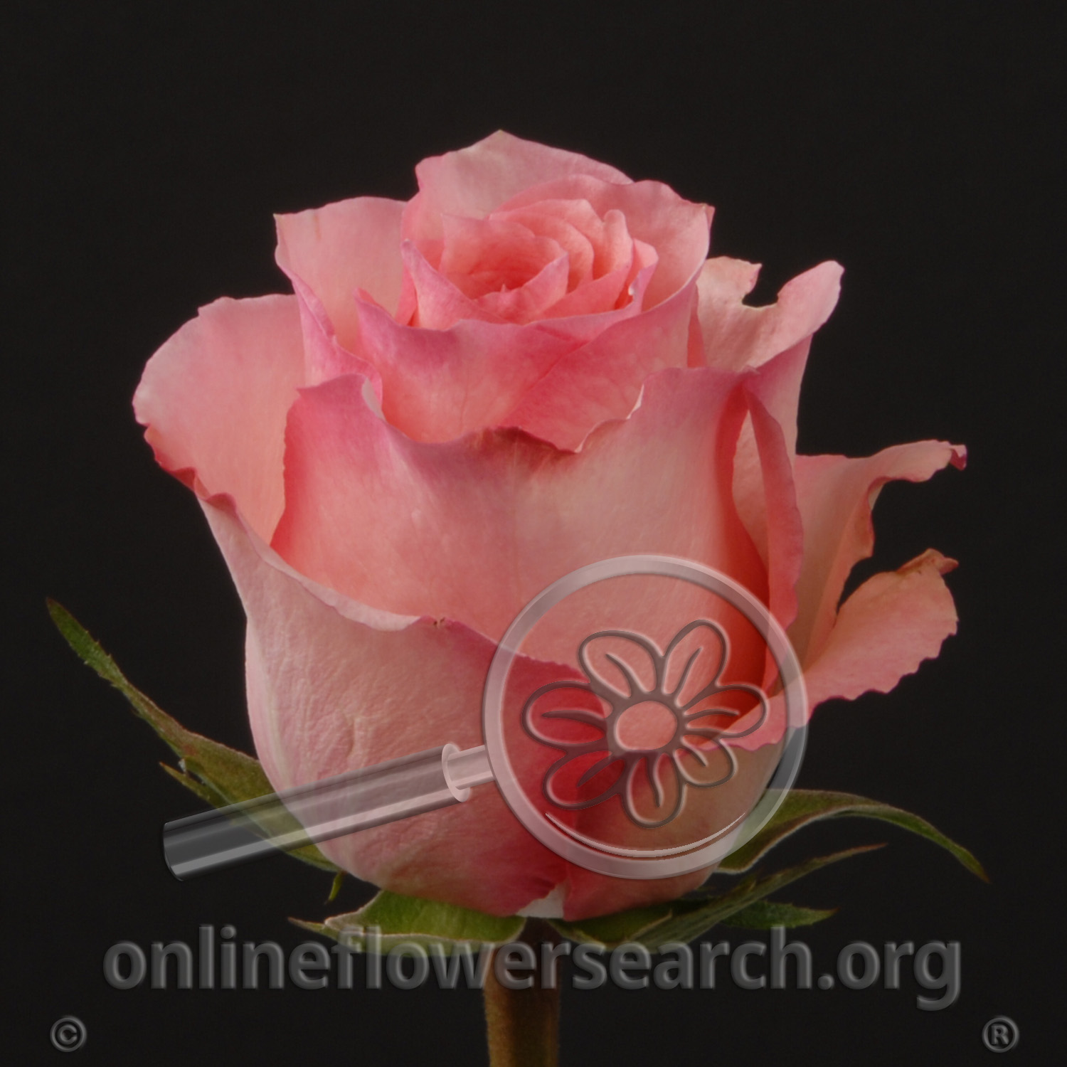 Rose Dekora - Online Flower Search