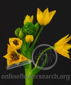 Ornithogalum Dubium Yellow