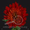 Chrysant Bradford