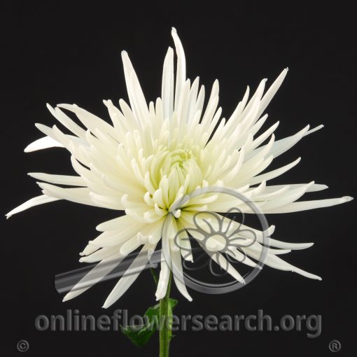Chrysant Delistar White
