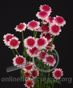 Pompon Furense