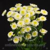 Pompon Puma White