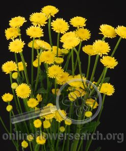 Pompon Yellow Stallion