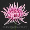 Chrysant Pirouette