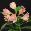 Alstroemeria Primadonna