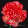Carnation Orange Tundra