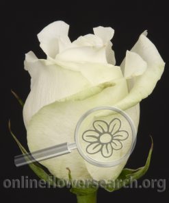 Rose High & Peace