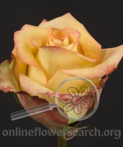 Rose Rosselle